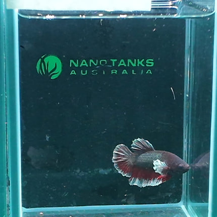 1BT36 - [ARRIVED 27 - MAY - 2026] Halfmoon Plakat Elephant Ear Betta Male - Nano Tanks Australia