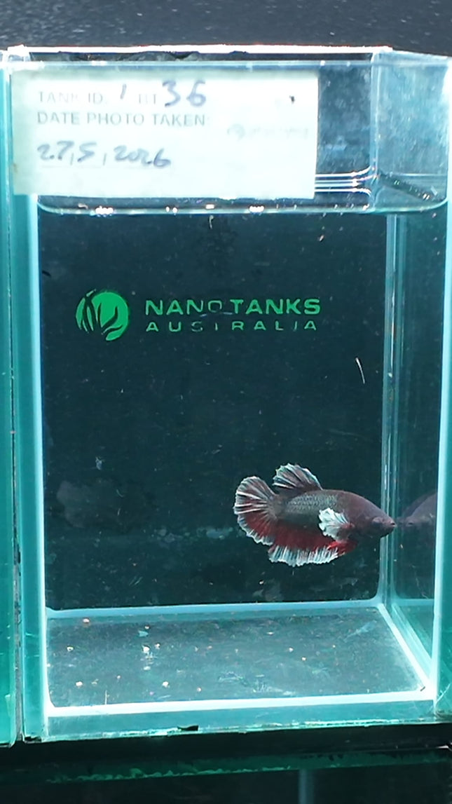 1BT36 - [ARRIVED 27 - MAY - 2026] Halfmoon Plakat Elephant Ear Betta Male - Nano Tanks Australia