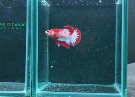 1BT36 - Halfmoon Plakat Male Betta - Nano Tanks Australia