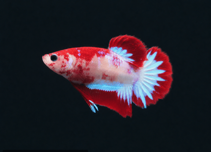1BT36 - Halfmoon Plakat Male Betta - Nano Tanks Australia