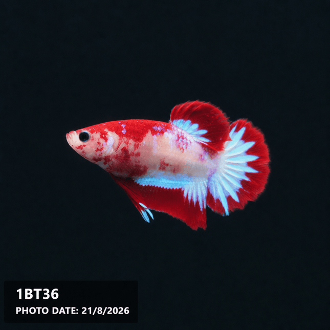 1BT36 - Halfmoon Plakat Male Betta - Nano Tanks Australia