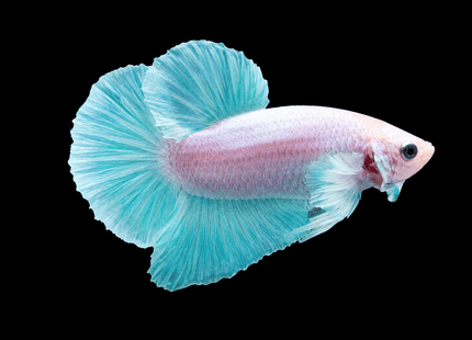 1BT41 - [ARRIVED 27-MAY-2026] Halfmoon Plakat Elephant Ear Betta Male - Nano Tanks Australia