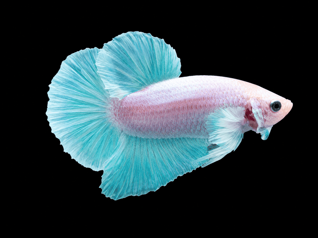 1BT41 - [ARRIVED 27-MAY-2026] Halfmoon Plakat Elephant Ear Betta Male - Nano Tanks Australia