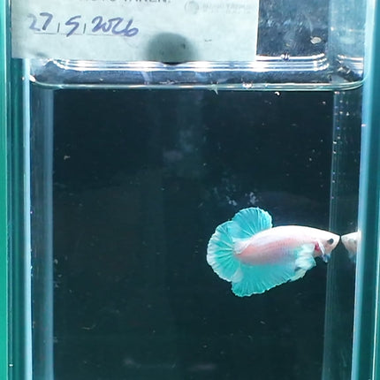 1BT41 - [ARRIVED 27 - MAY - 2026] Halfmoon Plakat Elephant Ear Betta Male - Nano Tanks Australia