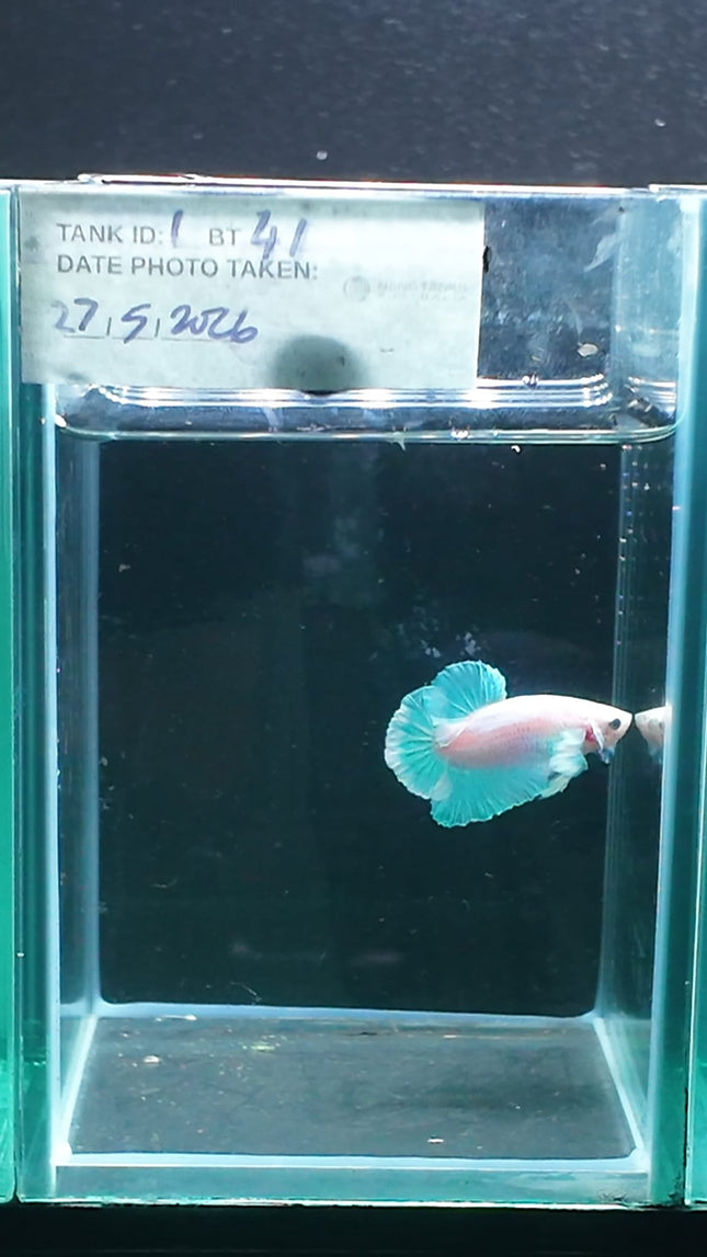 1BT41 - [ARRIVED 27 - MAY - 2026] Halfmoon Plakat Elephant Ear Betta Male - Nano Tanks Australia