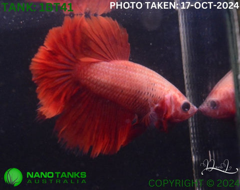 1BT41 - Cambodian Halfmoon Betta Female - Nano Tanks Australia Aquarium Shop