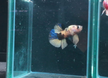 1BT41 - Halfmoon Plakat Male Betta - Nano Tanks Australia
