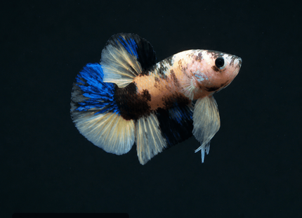 1BT41 - Halfmoon Plakat Male Betta - Nano Tanks Australia
