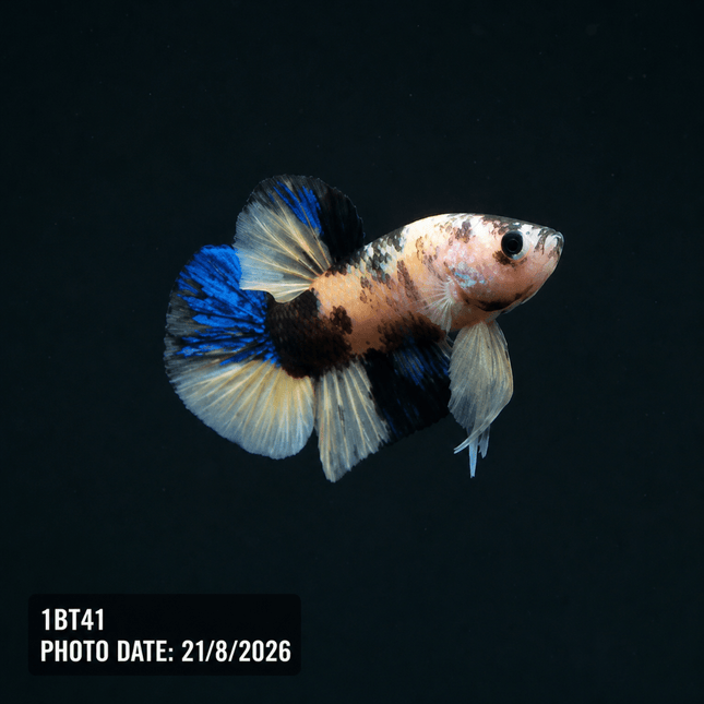1BT41 - Halfmoon Plakat Male Betta - Nano Tanks Australia
