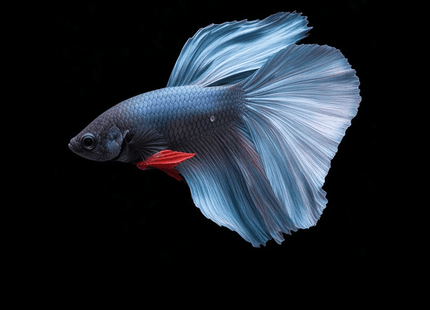 1BT41 - Steel Blue Halfmoon Male Betta - Nano Tanks Australia