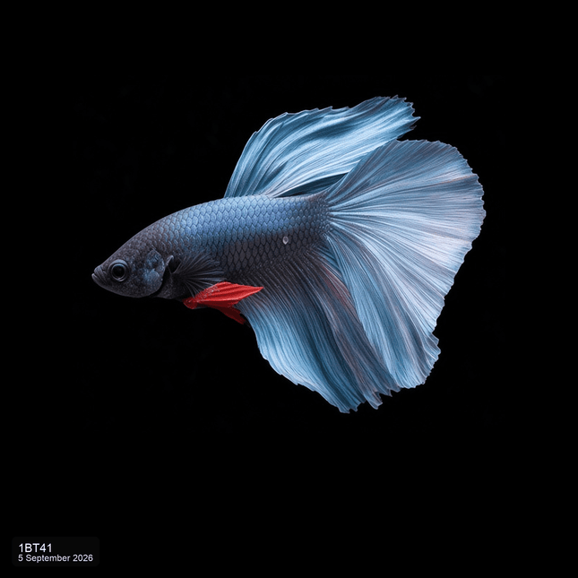 1BT41 - Steel Blue Halfmoon Male Betta - Nano Tanks Australia