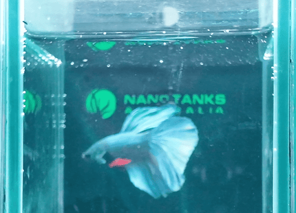 1BT41 - Steel Blue Halfmoon Male Betta - Nano Tanks Australia