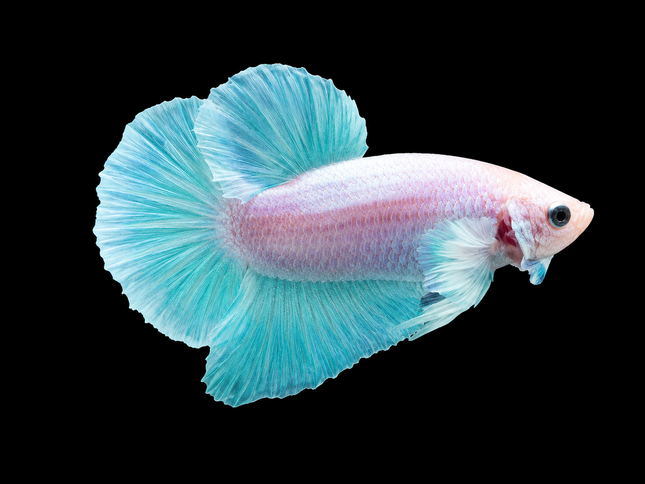 1BT41 - [ARRIVED 27-MAY-2026] Halfmoon Plakat Elephant Ear Betta Male