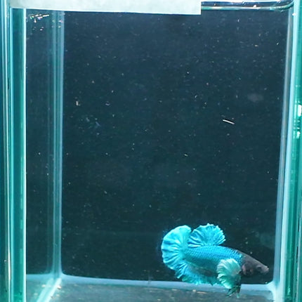 1BT42 - [ARRIVED 27 - MAY - 2026] Halfmoon Plakat Elephant Ear Betta Male - Nano Tanks Australia