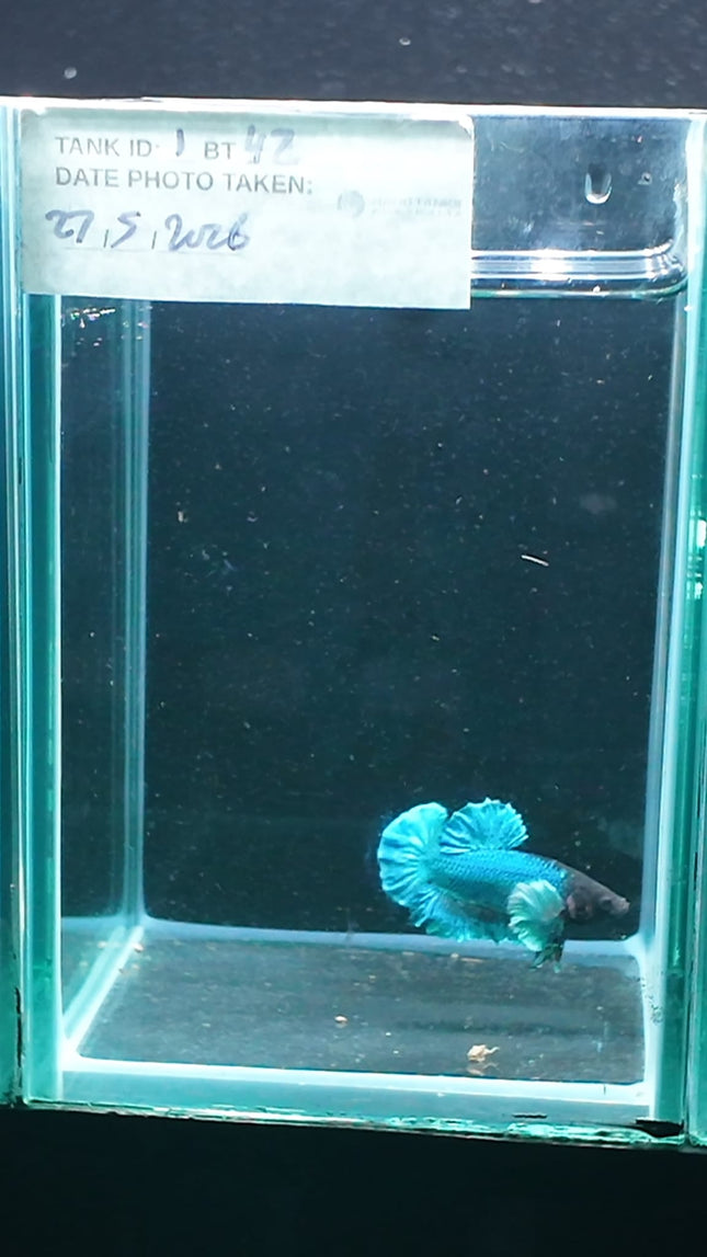 1BT42 - [ARRIVED 27 - MAY - 2026] Halfmoon Plakat Elephant Ear Betta Male - Nano Tanks Australia
