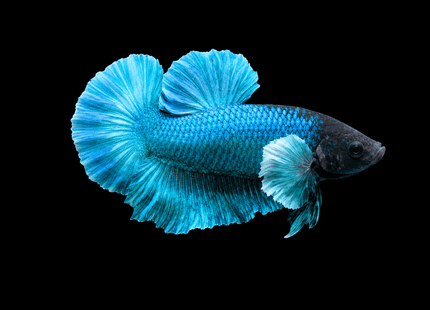 1BT42 - [ARRIVED 27-MAY-2026] Halfmoon Plakat Elephant Ear Betta Male - Nano Tanks Australia