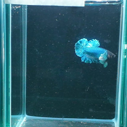 1BT42 - [ARRIVED 27 - MAY - 2026] Halfmoon Plakat Elephant Ear Betta Male - Nano Tanks Australia