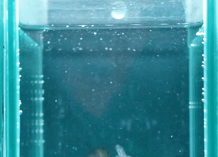 1BT42 - Black Turquoise Marble Halfmoon Male Betta - Nano Tanks Australia