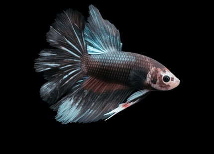 1BT42 - Black Turquoise Marble Halfmoon Male Betta - Nano Tanks Australia