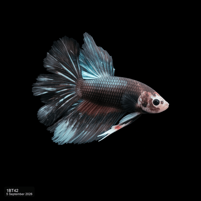 1BT42 - Black Turquoise Marble Halfmoon Male Betta - Nano Tanks Australia