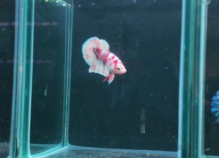 1BT42 - Halfmoon Plakat Male Betta - Nano Tanks Australia