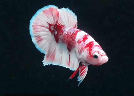 1BT42 - Halfmoon Plakat Male Betta - Nano Tanks Australia