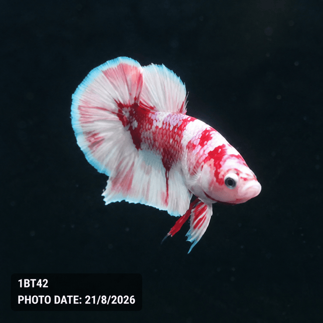 1BT42 - Halfmoon Plakat Male Betta - Nano Tanks Australia