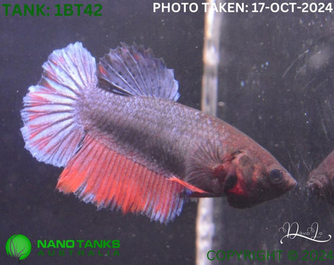 1BT42 - Red Base Halfmoon Betta Female - Nano Tanks Australia Aquarium Shop