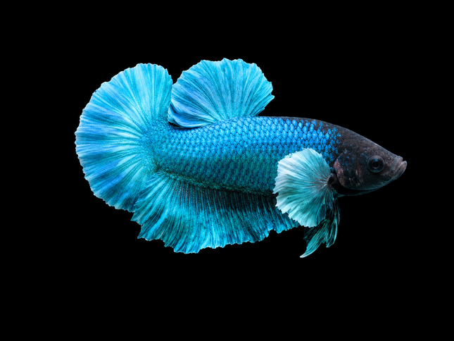 1BT42 - [ARRIVED 27-MAY-2026] Halfmoon Plakat Elephant Ear Betta Male
