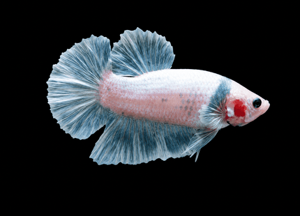 1BT43 - [ARRIVED 27-MAY-2026] Halfmoon Plakat Elephant Ear Betta Male - Nano Tanks Australia