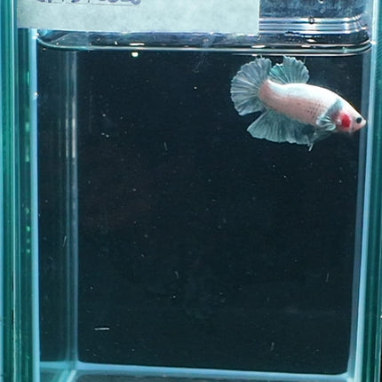1BT43 - [ARRIVED 27 - MAY - 2026] Halfmoon Plakat Elephant Ear Betta Male - Nano Tanks Australia