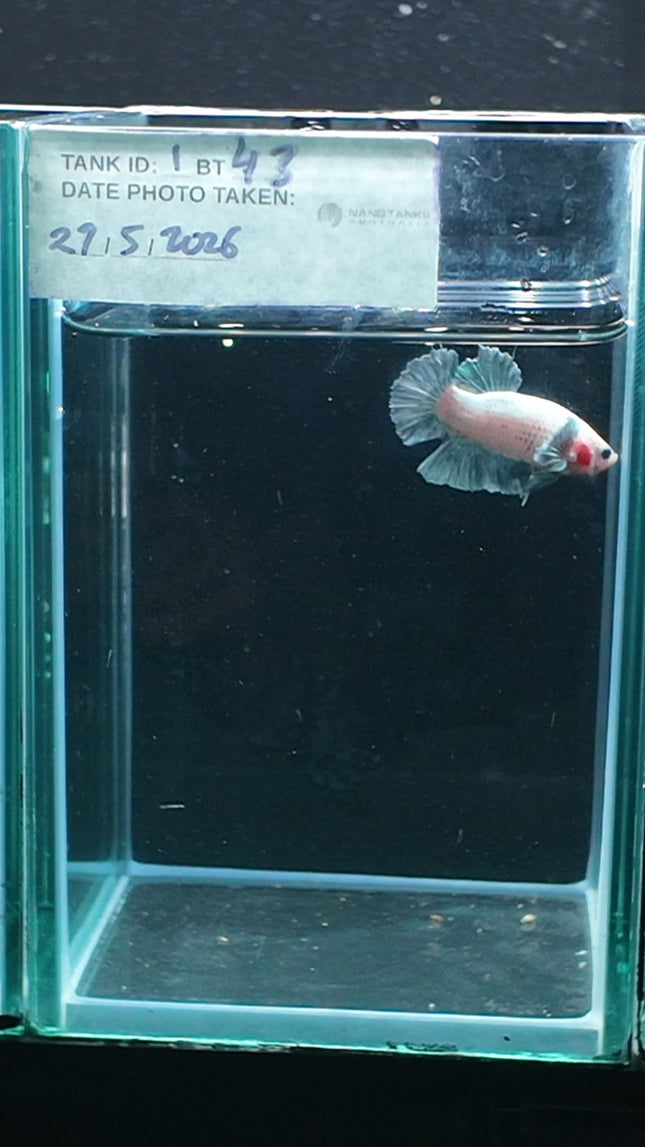 1BT43 - [ARRIVED 27 - MAY - 2026] Halfmoon Plakat Elephant Ear Betta Male - Nano Tanks Australia