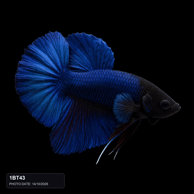 1BT43 - Blue Butterfly Halfmoon Plakat Male - Nano Tanks Australia