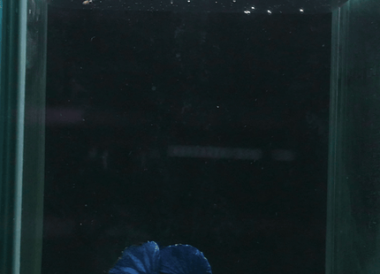 1BT43 - Blue Butterfly Halfmoon Plakat Male - Nano Tanks Australia