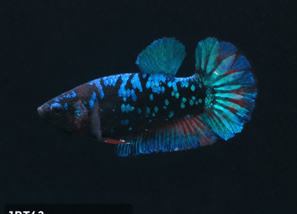 1BT43 - Halfmoon Plakat Male Betta - Nano Tanks Australia