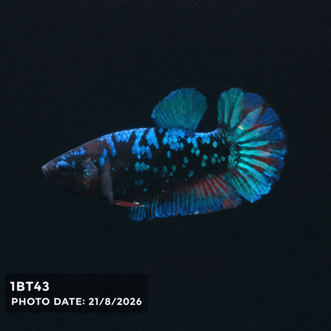 1BT43 - Halfmoon Plakat Male Betta - Nano Tanks Australia