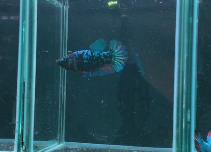 1BT43 - Halfmoon Plakat Male Betta - Nano Tanks Australia