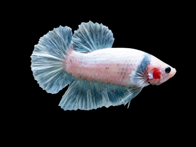 1BT43 - [ARRIVED 27-MAY-2026] Halfmoon Plakat Elephant Ear Betta Male