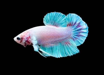 1BT44 - [ARRIVED 27-MAY-2026] Halfmoon Plakat Elephant Ear Betta Male - Nano Tanks Australia