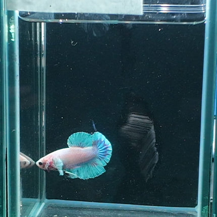 1BT44 - [ARRIVED 27 - MAY - 2026] Halfmoon Plakat Elephant Ear Betta Male - Nano Tanks Australia
