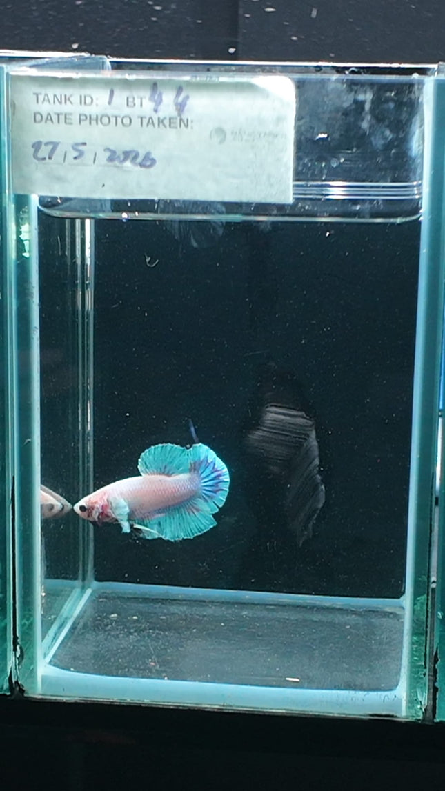 1BT44 - [ARRIVED 27 - MAY - 2026] Halfmoon Plakat Elephant Ear Betta Male - Nano Tanks Australia