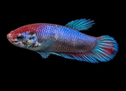 1BT44 - Halfmoon Betta Female - Nano Tanks Australia