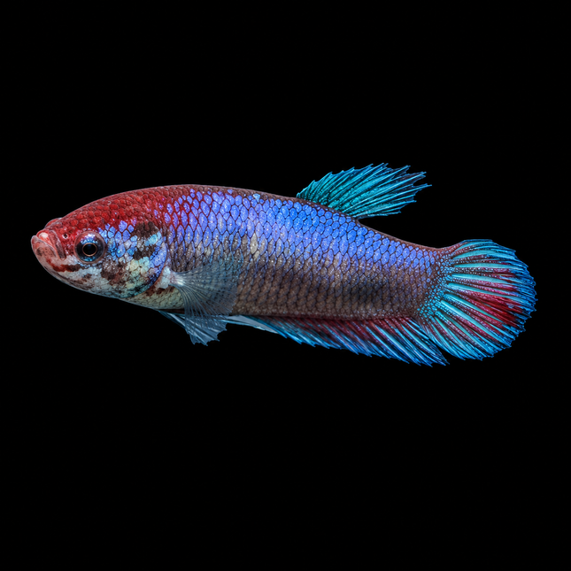 1BT44 - Halfmoon Betta Female - Nano Tanks Australia