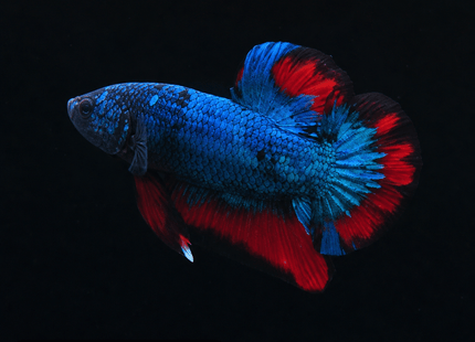 1BT44 - Halfmoon Plakat Male Betta - Nano Tanks Australia