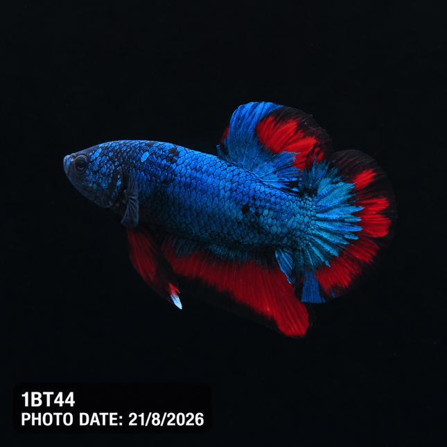 1BT44 - Halfmoon Plakat Male Betta - Nano Tanks Australia