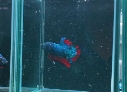1BT44 - Halfmoon Plakat Male Betta - Nano Tanks Australia