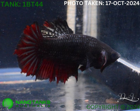 1BT44 - Red Base Halfmoon Betta Female - Nano Tanks Australia Aquarium Shop