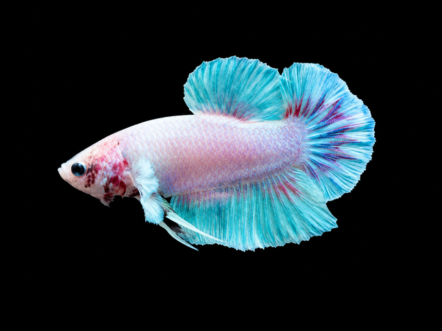 1BT44 - [ARRIVED 27-MAY-2026] Halfmoon Plakat Elephant Ear Betta Male