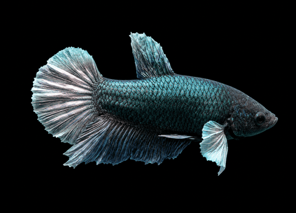 1BT45 - [ARRIVED 27-MAY-2026] Halfmoon Plakat Elephant Ear Betta Male - Nano Tanks Australia