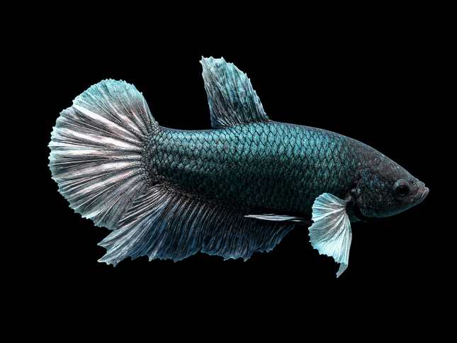 1BT45 - [ARRIVED 27-MAY-2026] Halfmoon Plakat Elephant Ear Betta Male - Nano Tanks Australia